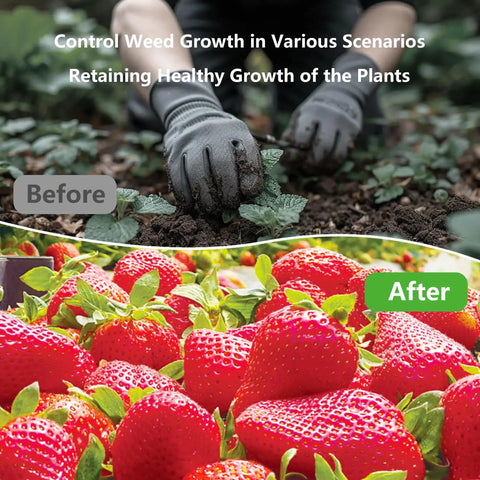 Before and after results of Heavy Duty Biodegradable Paper Weed Barrier 4 X 100 Ft Landscape Fabric Rolls for weeds and strawberries.
