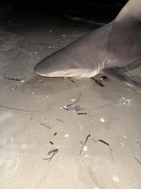 Beefy 3ft 480Lb Bite-Proof Stainless Leader With 12/0 Circle Hook For Surf Casting And Big Game Fishing in a shark's mouth on beach