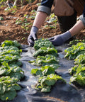 Heavy Duty 4x100 Ft Woven Weed Barrier Landscape Fabric used in garden with plants, black waterproof ground cover for weed control