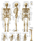 Three Pack Laminated 3 Mil Periodic Table Of Elements Poster Grey And Muscular And Skeletal System Anatomy Posters 18 By 24 Inches Tear Resistant Durable Classroom Wall Charts For Students And Homeschool Learning - Skeletal System Anatomy Poster