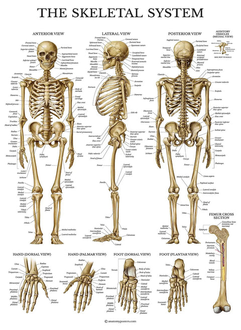 Three Pack Laminated 3 Mil Periodic Table Of Elements Poster Grey And Muscular And Skeletal System Anatomy Posters 18 By 24 Inches Tear Resistant Durable Classroom Wall Charts For Students And Homeschool Learning - Skeletal System Anatomy Poster