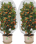Two potted citrus trees covered with 2 Pack Garden Insect Barrier Netting With Drawstring 4.9 By 3.2 Feet Plant Cover To Keep Pests Birds And Bugs Off Fruit Trees Citrus Flowers And Veggies.