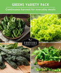 Five Heirloom Leafy Greens Seed Variety Pack For Cool Season Gardens Including Viroflay Spinach, Arugula, Lacinato Kale, Salad Bowl Lettuce, And Rainbow Swiss Chard Non GMO Seeds For Your Home Garden. Image shows a variety of fresh leafy greens.