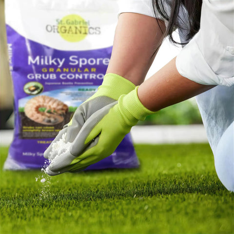 Person applying 15 Pound Milky Spore Granular Japanese Beetle Grub Control And Repellent For Lawn And Garden Care Organic and Non Toxic