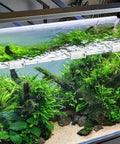 Heavy Duty Aquarium Lid Clips For Rimless Fish Tank Six Pack Glass Top Holders secure lids on lush aquarium plants.