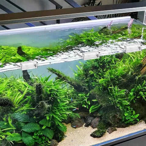 Heavy Duty Aquarium Lid Clips For Rimless Fish Tank Six Pack Glass Top Holders secure lids on lush aquarium plants.