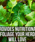 Green foliage of Buffalo Blend Seed Mix 50Lb Bulk For Wildlife Food Plots No Till Grow Forage To Attract And Feed Deer Turkeys Pheasants Doves Elk And Ducks With Daikon Radish Crimson Clover Rye Winter Wheat And Turnip up close with text overlay 'Provides Nutritional Foliage Your Herd Will Love'.