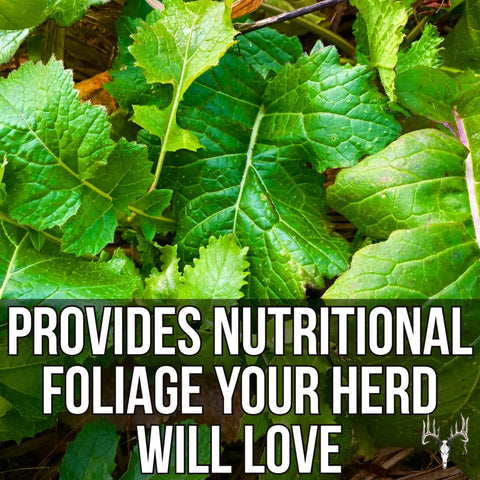Green foliage of Buffalo Blend Seed Mix 50Lb Bulk For Wildlife Food Plots No Till Grow Forage To Attract And Feed Deer Turkeys Pheasants Doves Elk And Ducks With Daikon Radish Crimson Clover Rye Winter Wheat And Turnip up close with text overlay 'Provides Nutritional Foliage Your Herd Will Love'.