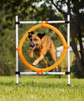 Dog jumping through hoop in Dog Agility Starter Set With Hoop Jump, Weave Poles, And Bar Jump For Backyard Training