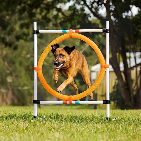 Dog jumping through hoop in Dog Agility Starter Set With Hoop Jump, Weave Poles, And Bar Jump For Backyard Training