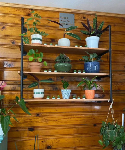 Industrial Pipe Shelving Kit 55 Inch Tall 5 Tier DIY Wall Mounted Iron Pipe Bracket System Matte Black Heavy Duty Shelving shown with plants
