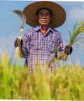 Farmer holding Long Handle Manganese Steel Grass Sickle For Weeding And Harvesting All Purpose Garden Tool in rice field
