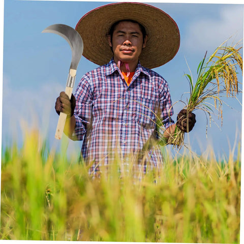 Farmer holding Long Handle Manganese Steel Grass Sickle For Weeding And Harvesting All Purpose Garden Tool in rice field