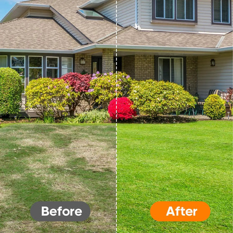 Side-by-side comparison of a lawn before and after using the Manual Push Core Aerator Tool For DIY Friendly Healthier Lawn Care