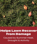 Fall Lawn Fertilizer Sets Up Solid Roots For Serious Recovery From Summer Slump And Heat Stress, grass with autumn leaves.