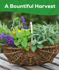 Basket of herbs including lavender, sage, and mint on a wooden surface, representing "10 Herb Seeds Variety Pack With Over 7000 Heirloom Non GMO Seeds For A Quick Home Garden Basil Cilantro Lavender Parsley Dill Thyme Chives Oregano Sage Great Gift For Beginners And Kitchen Chefs".