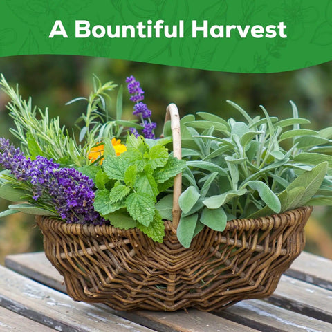Basket of herbs including lavender, sage, and mint on a wooden surface, representing "10 Herb Seeds Variety Pack With Over 7000 Heirloom Non GMO Seeds For A Quick Home Garden Basil Cilantro Lavender Parsley Dill Thyme Chives Oregano Sage Great Gift For Beginners And Kitchen Chefs".