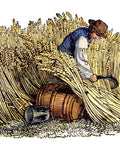 Old School Farm Harvest Wood Engraving Reaping With A Sickle English C1800 Poster Print Reproduction On Premium Heavy Stock Paper