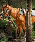 Horse tied with a 3 Pack Horse Tie Ring Set For Horses 304 Stainless Steel Training Rings, outdoors in a wooded area