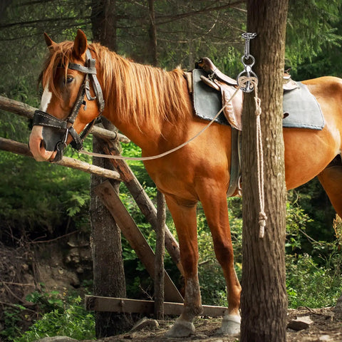 Horse tied with a 3 Pack Horse Tie Ring Set For Horses 304 Stainless Steel Training Rings, outdoors in a wooded area