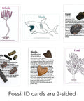 Fossil ID cards with illustrations of crinoid, shark, and coral for Totally Real Fossil Collection Kit With 12 Fossils, Including Shark Teeth
