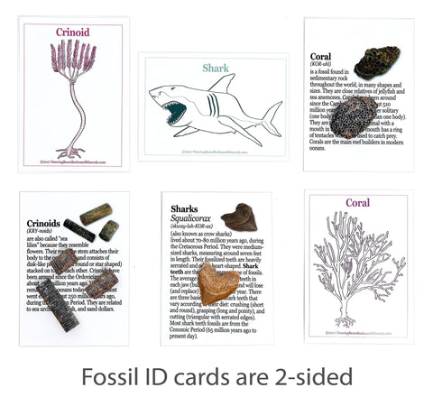 Fossil ID cards with illustrations of crinoid, shark, and coral for Totally Real Fossil Collection Kit With 12 Fossils, Including Shark Teeth