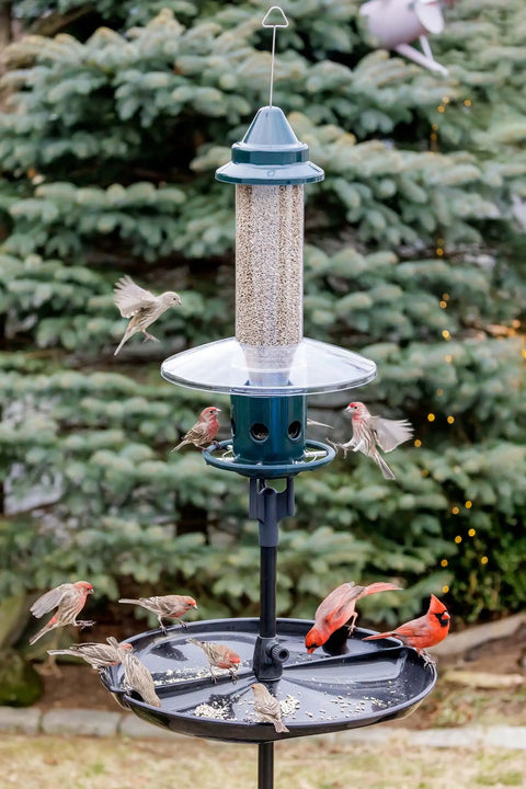Ultra Squirrel-Proof Bird Feeder With Cardinal Ring And Six Feeding Ports, large 5.1 pound seed capacity, installed outdoors.