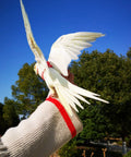 White bird wearing adjustable bird harness with 80 inch leash for outdoor flying training kit for parrots, small birds weighing 75 to 110 grams