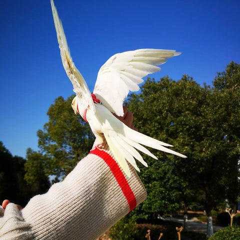 White bird wearing adjustable bird harness with 80 inch leash for outdoor flying training kit for parrots, small birds weighing 75 to 110 grams