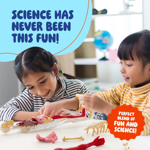 Children playing with Squishy Human Anatomy Body Model With 30 Removable Parts For Kids Aged 4 8 in classroom setting.