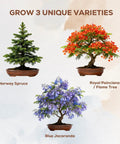 Three Bonsai Kits In One Box Beginners Indoor Growing Starter Set With Tools Planter Soil And Clear Guide Easy DIY Plant Craft Gift