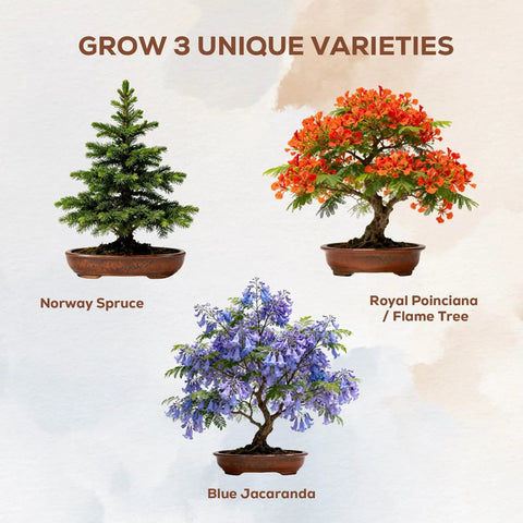 Three Bonsai Kits In One Box Beginners Indoor Growing Starter Set With Tools Planter Soil And Clear Guide Easy DIY Plant Craft Gift