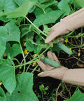Thorn Resistant Rose Pruning Gloves With Extra Long Forearm Protection For Women in garden picking cucumbers