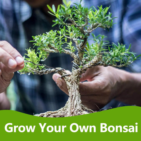 Beginner Friendly Bonsai Starter Kit With Seeds And Tools All In One Indoor  Tree Growing Set For Living Plants Great Gift For Women Men Mom Dad Plant  