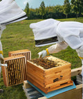 Beekeepers inspecting 10 Frame Beehive Starter Kit With Beeswax Dipped Frames And Deep Brood Box in field setting