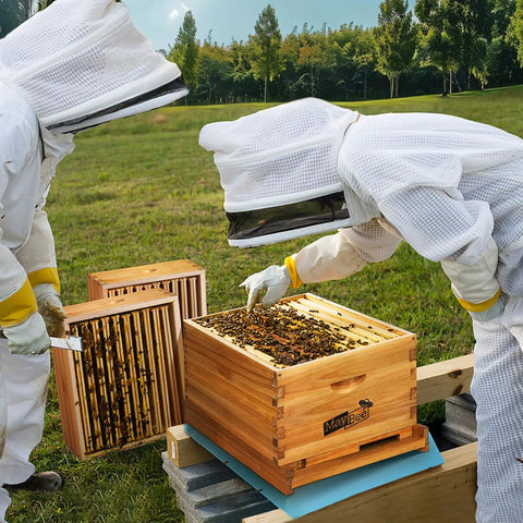 Beekeepers inspecting 10 Frame Beehive Starter Kit With Beeswax Dipped Frames And Deep Brood Box in field setting