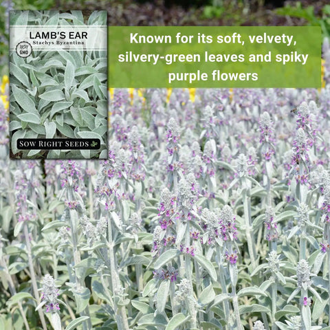 Lambs Ear Seeds For Planting Easy Grow Pack Non GMO Heirloom Seed Kit With No Fuss Growth Tips Woolly Silver Foliage Perennial Groundcover For Rock Gardens And Sunny Borders Perfect For Your Outdoor Flower Garden 14 To 21 Day Germination