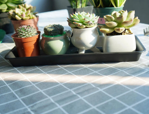 Six Pack Rectangular Plant Tray Saucers For Indoors Heavy Duty Drainage Drip Trays For Flower Pots Windowsill Planters Fits Pots Up To 10 Inches Inner 9.7 X 4.7 Inches Outer 6 X 11 Inches 1.1 Inch High with succulent pots