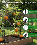 Heavy Duty Garden Arch Trellis For Climbing Plants With Screw Fixation, rustproof steel frame holding pumpkins in raised bed.