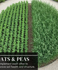 Rows of pea and oat cover crop mix in garden, pea and oat cover crop mix for deer go to food plots non GMO annual nitrogen fixer builds soil health forage friendly winter kill resistant easy to grow seed mix 50 to 70 days to maturity 8 pounds.