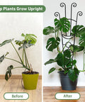 Before and after using 32.6 Inch Expandable Metal Plant Trellis For Indoor And Outdoor Climbing Plants Two Pack Heavy Duty Tall Support