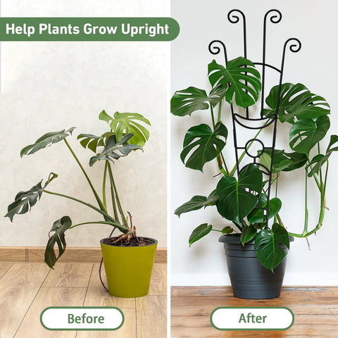 Before and after using 32.6 Inch Expandable Metal Plant Trellis For Indoor And Outdoor Climbing Plants Two Pack Heavy Duty Tall Support