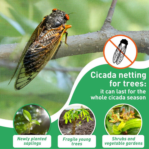 Cicada on netting, promoting cicada netting protection for trees and gardens, suitable for young plants and shrubs during cicada season.