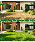 Before and after image of a yard showing improved lawn growth using Manual Lawn Aerator With Four Stainless Steel Plug Tines Preassembled Core Aerator Tool With Soil Core Storage Tray For Compacted Turf And Yard Care Rust Proof SUS304 Construction.