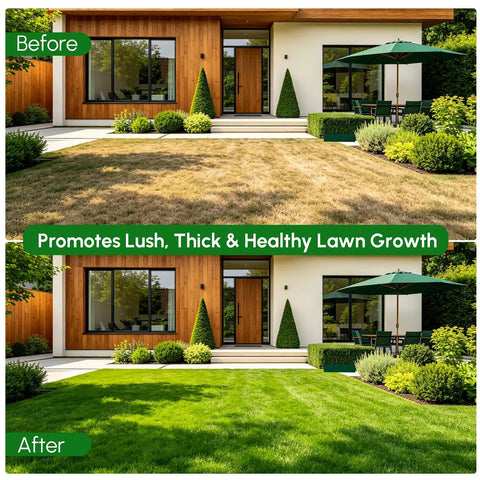 Before and after image of a yard showing improved lawn growth using Manual Lawn Aerator With Four Stainless Steel Plug Tines Preassembled Core Aerator Tool With Soil Core Storage Tray For Compacted Turf And Yard Care Rust Proof SUS304 Construction.