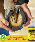 Hoof Care Liquid for Horses Thrush Treatment with Purple Stain Formula Easy to Apply to Keep Hooves Healthy in Wet or Muddy Conditions 2 Oz