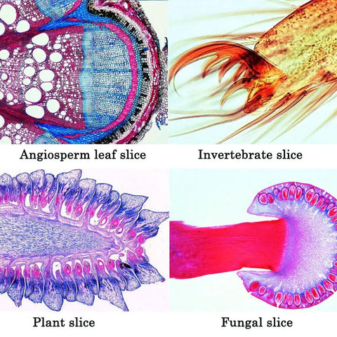 25 Prepared Microscope Slides Set With Wooden Case For Entomology Botany And Mammalogy Specimens Ready To Learn And Explore With Stereo Glass Slides For Basic Biological Science Education And Home Classroom Use, plant and animal sections