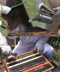 Beekeepers using Sturdy Stainless Bee Hive Smoker Kit With Heat Shield Pro Beekeeping Gear With Two Hive Tools for hive work