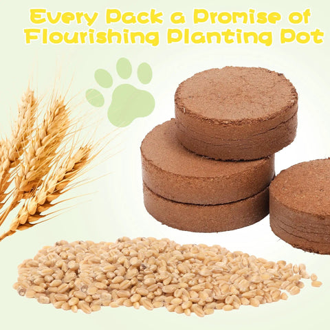 4 Pack Cat Grass Seeds Kit For Indoor Cats Easy Grow Cat Grass Kit With Fast Germination Natural Hairball Control Soil Discs