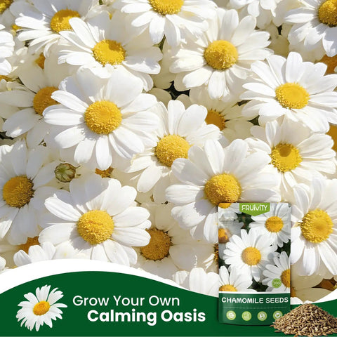German Chamomile Seeds Pack With About 2300 Perennial Seeds For Your Home Garden Easy To Grow High Germination No Fuss Indoor Or Outdoor Planting Perfect For Your Dope Herb Garden
